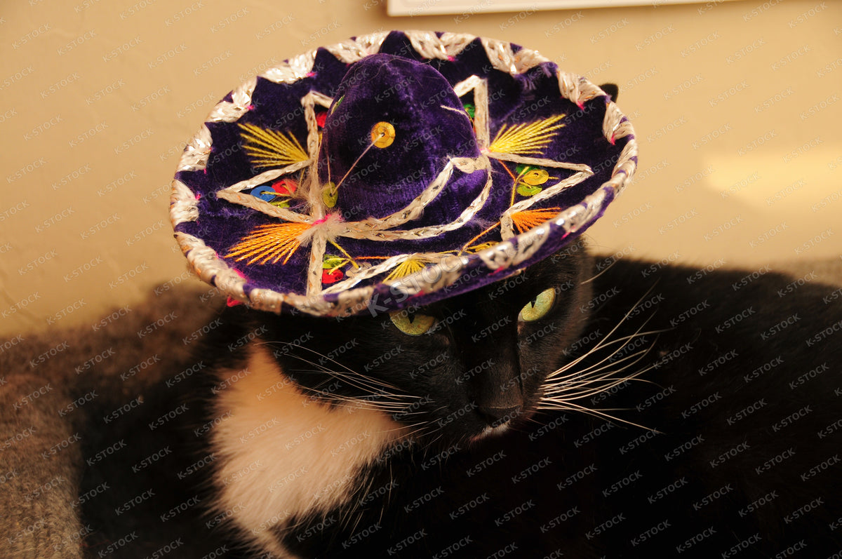 Black and White Tuxedo Cat Wearing Purple Sombrero, Funny Cat in Mexican Sombrero Hat, Festive Sombrero
