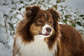 Red Tri-Color Australian Shepherd Portrait in Snow, Winter Outdoor, Snowy Background