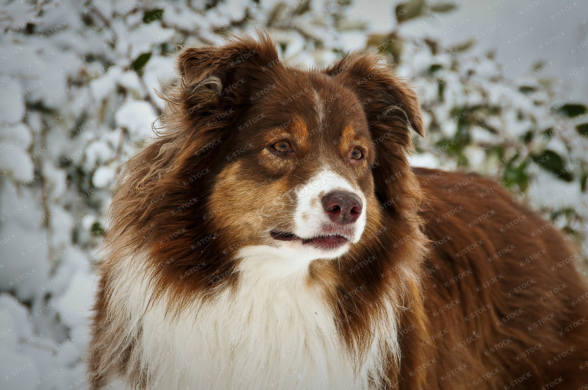 Red Tri-Color Australian Shepherd Portrait in Snow, Winter Outdoor, Snowy Background