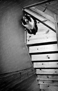 Australian Shepherd Looking Down Wooden Staircase, Black and White, Monochrome